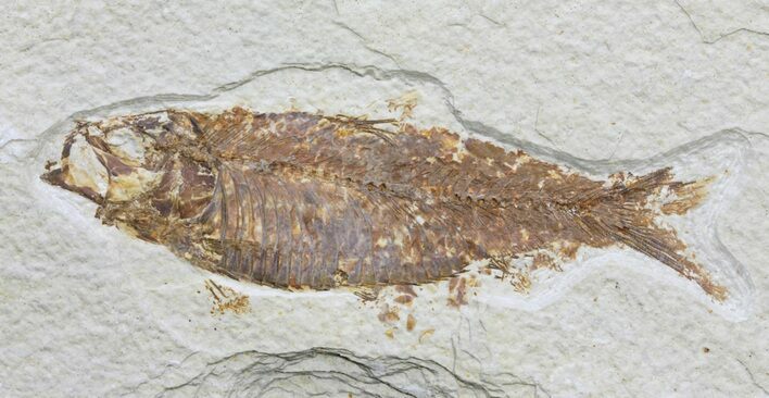 Knightia Fossil Fish - Wyoming #59802